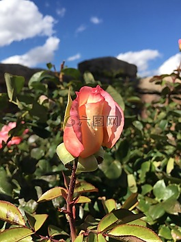 玫瑰,花,露水