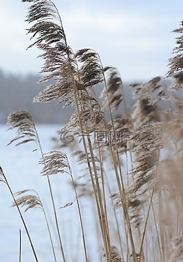 autumnalis,背景,波罗的海的