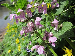 寶蓋斑,斑點的 deadnettle,斑點的 henbit