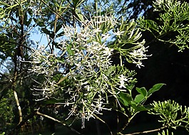 印度 pavetta,pavetta 籼稻,茜草科