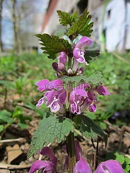 寶蓋斑,斑點的 deadnettle,斑點的 henbit