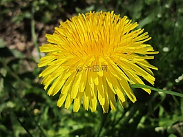 蒲公英,野花,植物區(qū)系