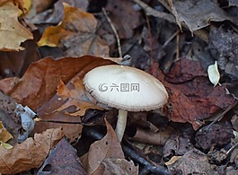 白落蘑菇,蘑菇,真菌