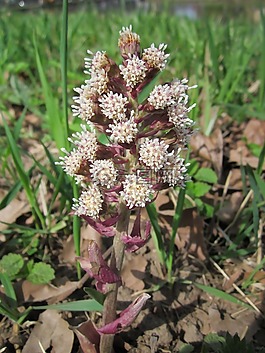 蜂斗菜,款冬,野花