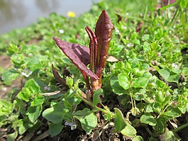 木,侵入的,植物
