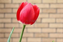 郁金香,紅色,晚間