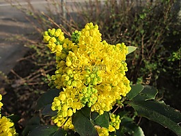 十大功勞,植物,野花