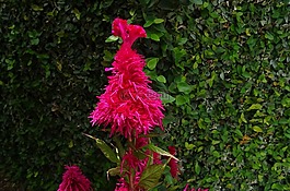 雞冠花,花,植物區(qū)系