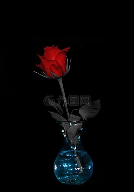 花,玫瑰,紅色