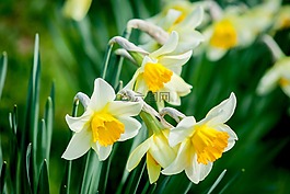喇叭水仙,花,性質(zhì)