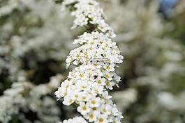 新娘 spiere,鮮花,白