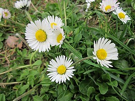雛菊,英語菊花,常見的菊花