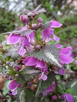 寶蓋斑,斑點的 deadnettle,斑點的 henbit