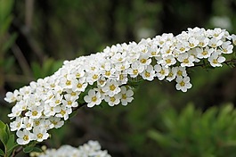 新娘 spiere,鮮花,白
