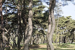 松,森林,大自然