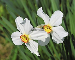 鮮花,白,黃色