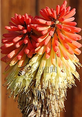 印第安画笔,花,黄昏