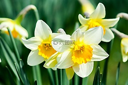 喇叭水仙,花,性質(zhì)
