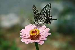 蝴蝶,鮮花,昆蟲(chóng)
