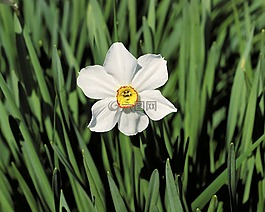 花,葉,自然