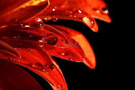 花卉,紅色,宏