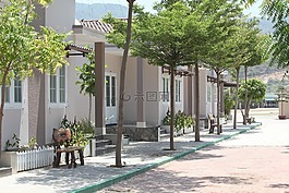 越南,树,这条街
