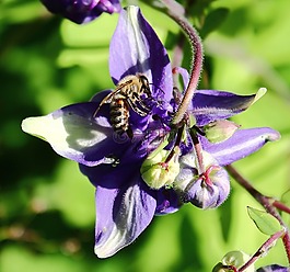 蜜蜂,昆蟲,開花