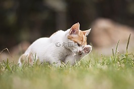 貓,動物,小貓