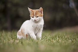 貓,動物,小貓