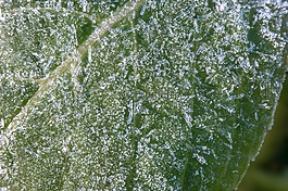 eiskristalle,冰,晶體