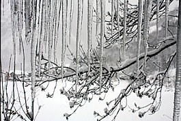 冬天,雪,庫馬約爾
