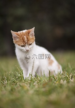 貓,動物,小貓