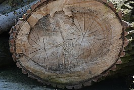性質(zhì),樹,板栗