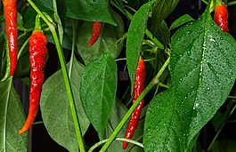 辣椒,peper,厂