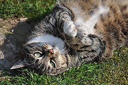 猫,猫趴,宠物