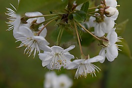 櫻花,開花,果樹