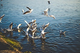 動物,鳥,飛