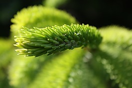 性質(zhì),戶外活動(dòng),葉