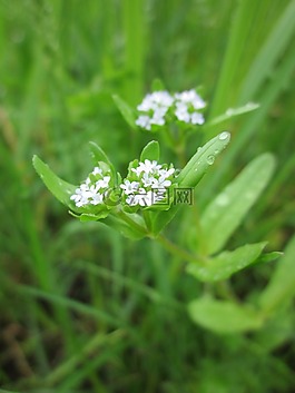 新纈草屬飛蝗,orn沙拉,常見cornsalad