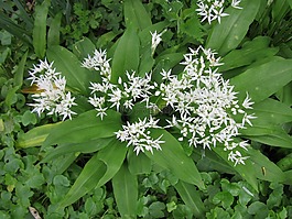 葱属 ursinum,葱头,buckrams