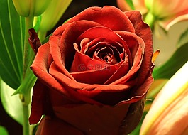 花,玫瑰,紅色