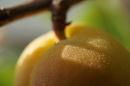 杏,橙色,關(guān)閉