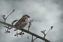 鳥(niǎo),麻雀,繪圖