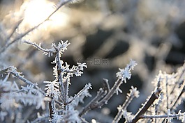 弗羅斯特,圣誕,圣誕節(jié)