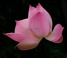 開花,大廳,鮮花