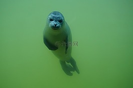 密封,海,動物