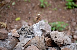 蝴蝶,性質(zhì),巖