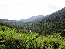 大西洋森林,谷,綠色