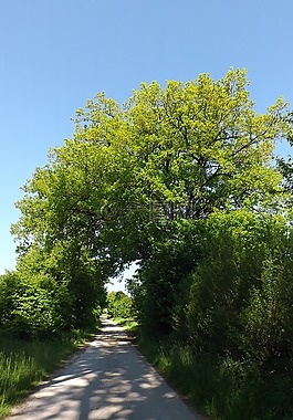 離,性質(zhì),夏季