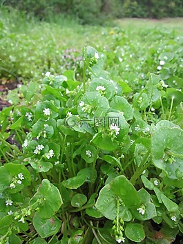 claytonia perfoliata,油麥菜,春美